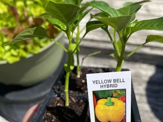 London Bridge Greenhouses & Nursery