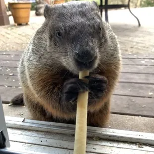 Frankie loves Andiamo's breadsticks