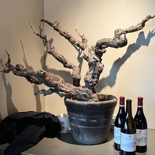 a bonsai tree and two bottles of wine