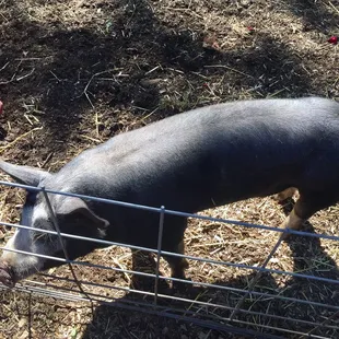 FALL WINE RELEASE 2016: Their pet pig