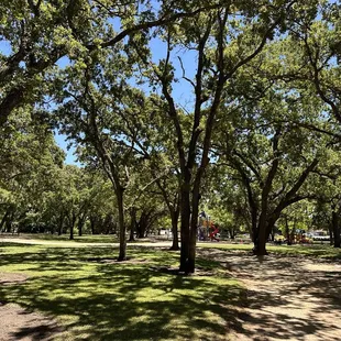 I&apos;d pick a tree but...