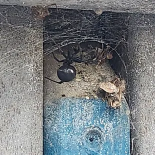 Black widows