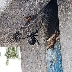 Black widows