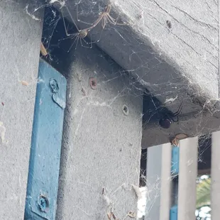 Black widows