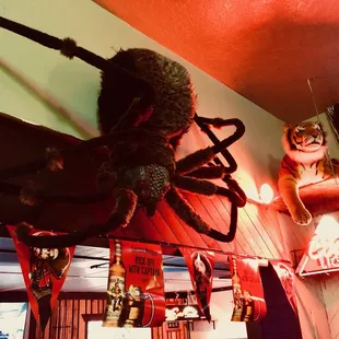 a spider hanging from the ceiling