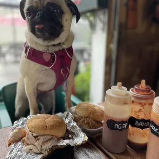 a pug sitting at a table