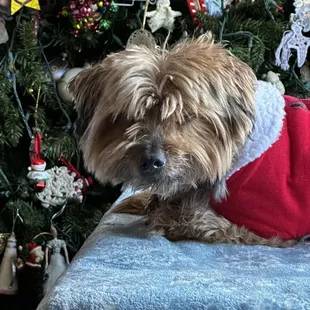 a dog wearing a sweater