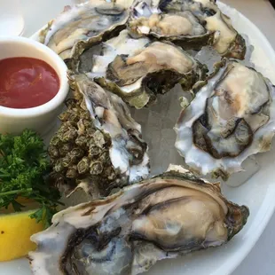 Oysters!