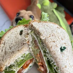 a dog looking at a sandwich