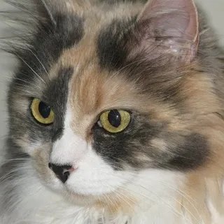 Karen A.