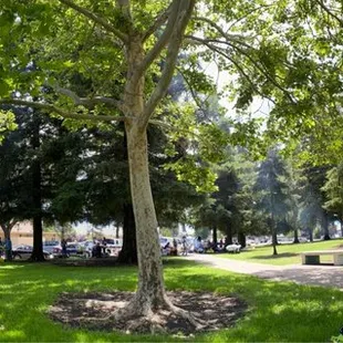 a view of the park from a bench