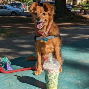 Drink dessert, $4. Please note that cute small brown dog does not come with purchase