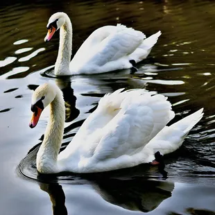 food, sushi and sashimi