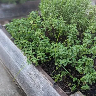 Herb garden in the patio seating area