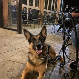 Dog friendly patio