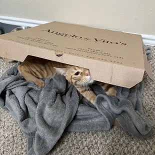 a cat in a box