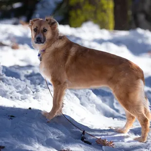 And to round out the trip to the sno-park.. plenty of snow for humans and pets!