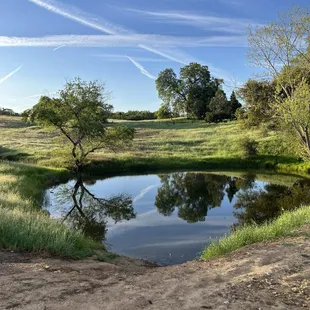 Pond
