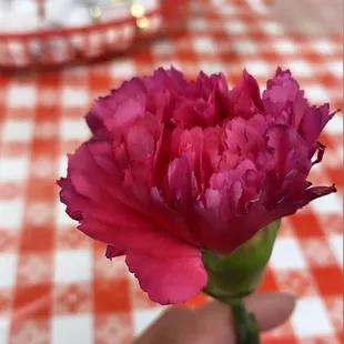 Gifted my daughter and I Carnation flowers, being that it was Mother&apos;s Day weekend. It was a very sweet gesture and it it made our day