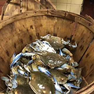 Maryland Blue Crab