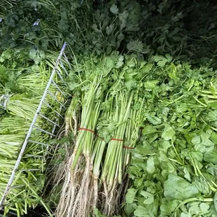 Cambodian cilantro