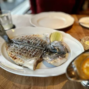 Sea Bream