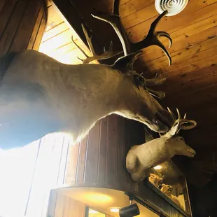 Moose