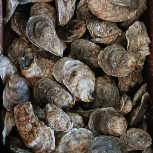 a box of oysters