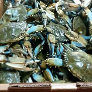 oysters, mussels, oysters and mussels, shellfish, food
