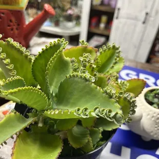 Mother of thousands from shop across the street----owner is Mother Earth and very knowledgeable.