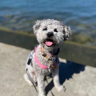 a dog with his tongue hanging out