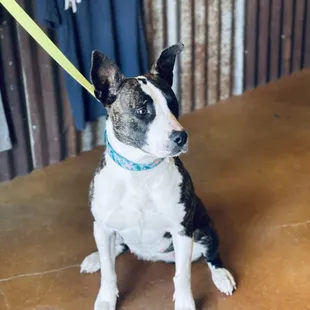 One of our adoptable dogs stopping by to shop!