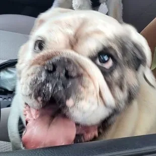 Dozer. Our 8 year old English Bulldog
