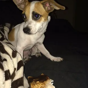 Thank you Nicole and Kirsten for keeping our rescue Squeegee safe and healthy!!