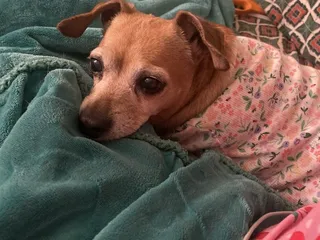 Ajo Veterinary Clinic