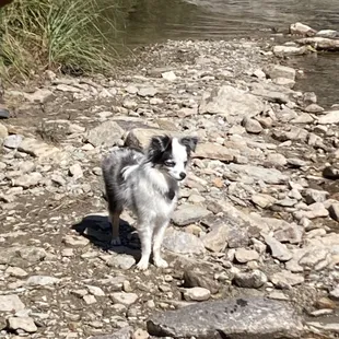 Rascal