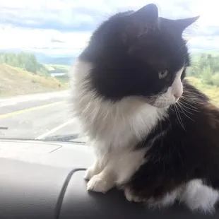 My favorite picture of our cat Darla.