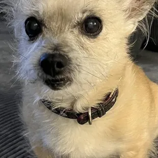 Frenchfry (ACL surgery) at this fantastic office! Now I say she has a bionic knee and she is 16 yrs