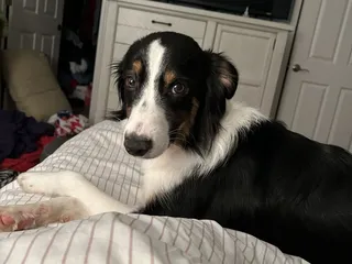 Animal Clinic Leestown Road