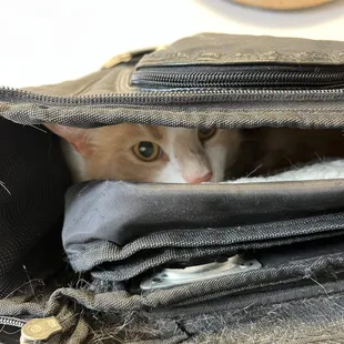He's in his dusty old cat carrier, waiting for the check up.