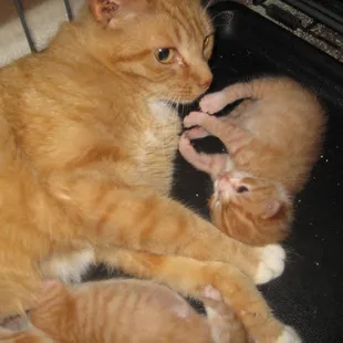 Sam &amp; her 4 little boys were cared for &amp; assessed accordingly