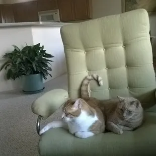 2 successful cat graduates happy in their forever home.