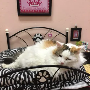 Resident princess cat.