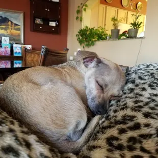 Buttercup in her new home