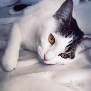 Love make her so beautiful! Adopt Felvcat adopt don't shop!