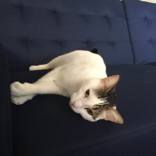 Hello here's Kira :) anyone miss me yet?