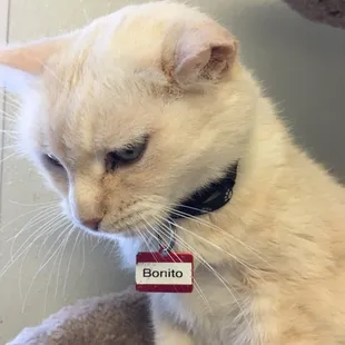 Mr. Bonito, one of the many sweet kitties.