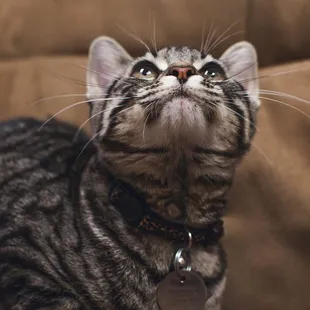 Tiger Cat at Animal Medical and Surgical Hospital