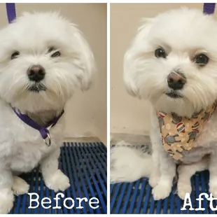 Schedule your pups grooming appointment with AMSH! #amshSpaDay

Max