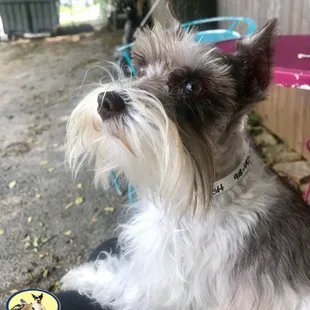 Ruby enjoyed the amazing weather outside.